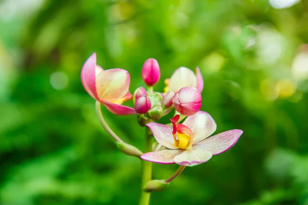 Orchidée rose dans le jardin — Photo