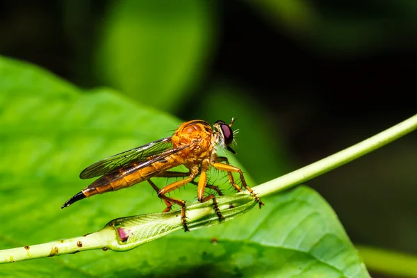 Soyguncu fly — Stok fotoğraf