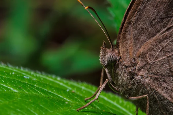 Mariposa marrón sobre hoja verde —  Fotos de Stock