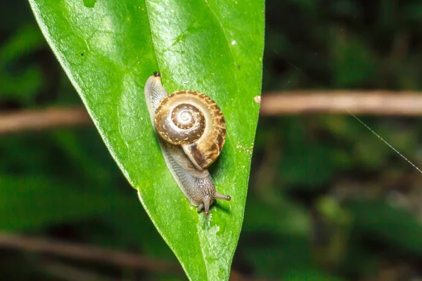 Caracol na folha verde — Fotografia de Stock