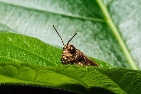 Brown grasshopper on leaf — Stock Photo, Image