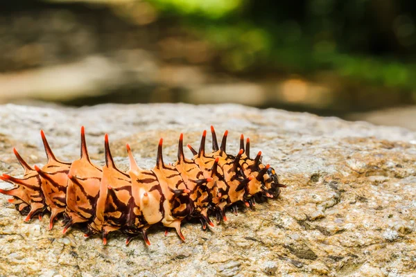 Raupe Goldener Vogelflügel — Stockfoto