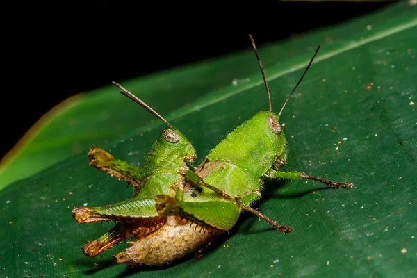 Zelené grasshoper na list — Stock fotografie