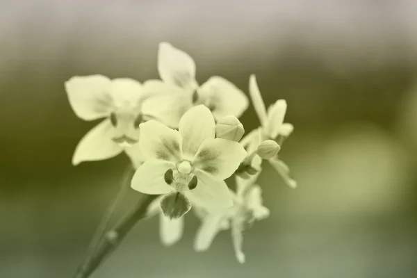 Orchidee im Garten — Stockfoto