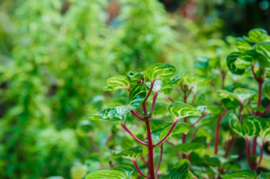 Bahçede yeşil yaprak