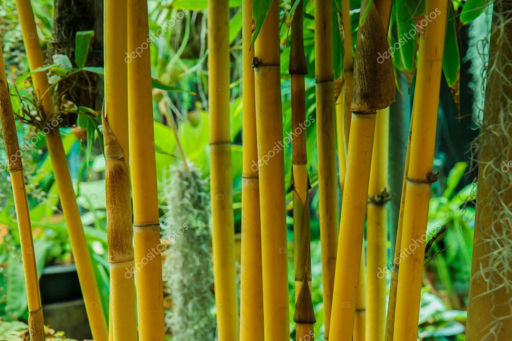 Bambou dans le parc — Photographie photonewman © 56328395