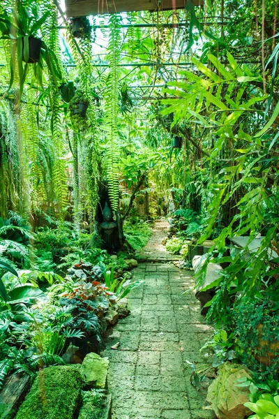 Helecho en el jardín — Foto de Stock