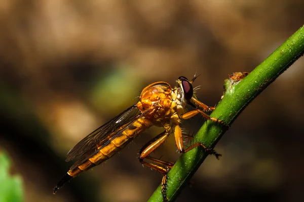 Räuberfliege — Stockfoto