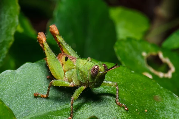 Sauterelle verte sur feuille — Photo