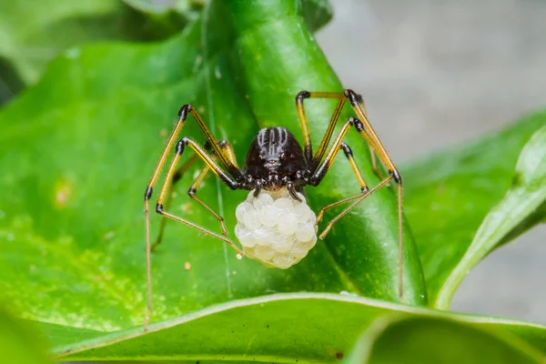 Hoppande spindel på blad — Stockfoto