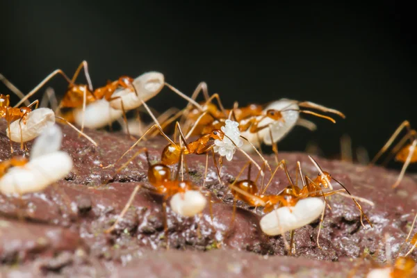 Formiga estão carregando ovos — Fotografia de Stock