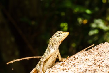 yeşil yaprak üzerinde Tayland bukalemun