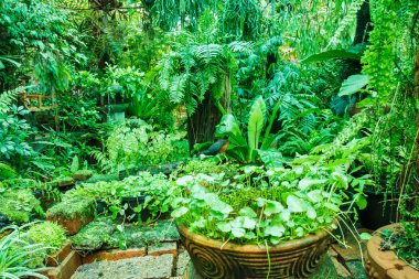 moss ile Bahçe saksı.