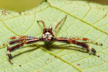 yaprak üzerinde örümcek atl