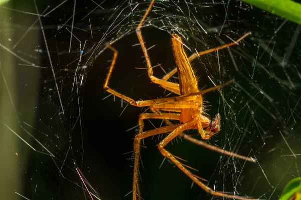 Pavouci v hnízdě — Stock fotografie