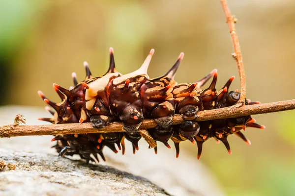 Caterpillar gouden vogelvleugelvlinder — Stockfoto