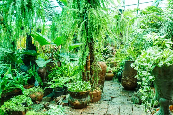 Ollas en el jardín con musgo . — Foto de Stock