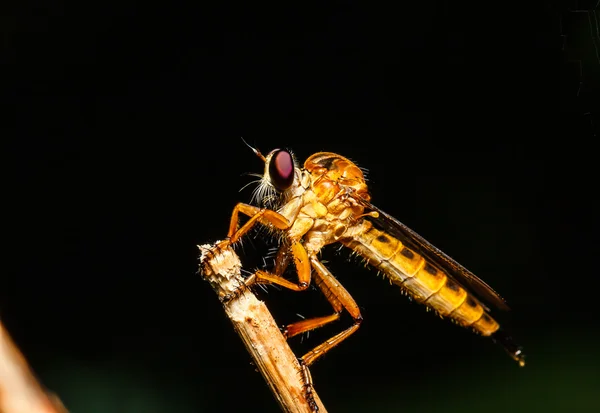 Räuberfliege — Stockfoto