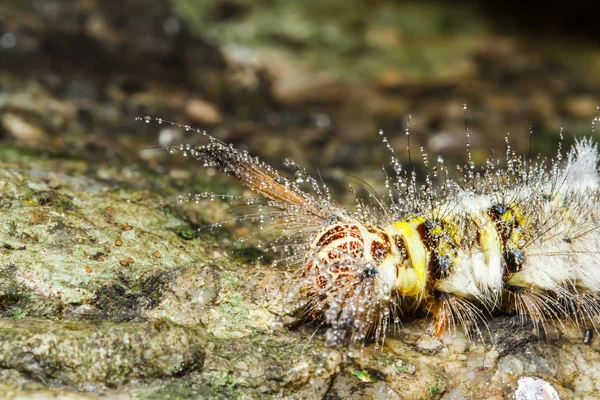 Волосатая гусеница — стоковое фото