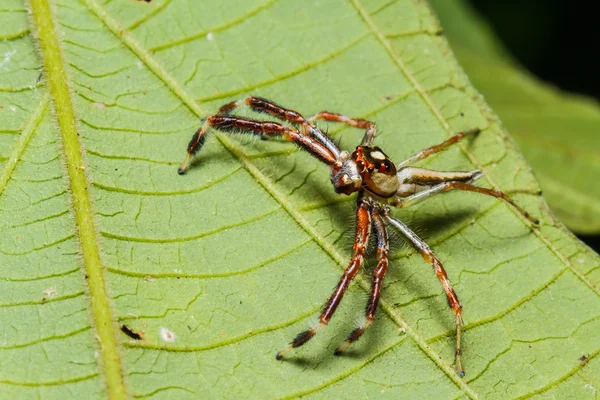 Araña saltarina en la hoja — Foto de Stock