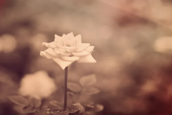 Rose in garden — Stock Photo, Image