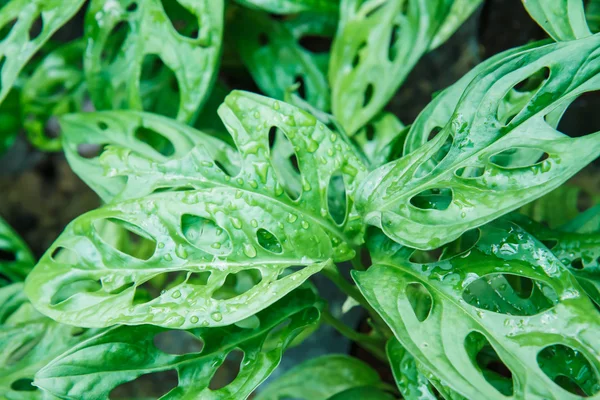 Folha verde no jardim — Fotografia de Stock