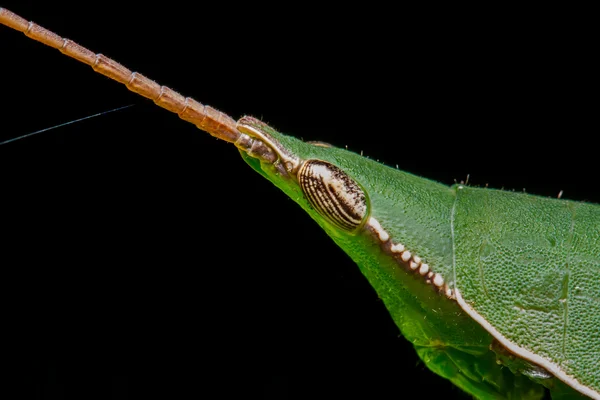 Gafanhoto em folha verde — Fotografia de Stock