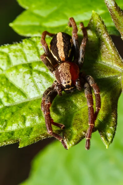 Skoki pająk na liściu — Zdjęcie stockowe