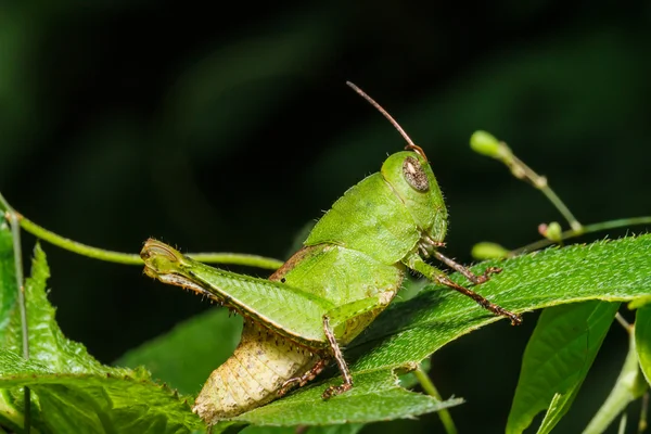 Gröna grasshoper på blad — Stockfoto