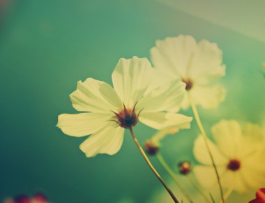 Cosmos çiçek