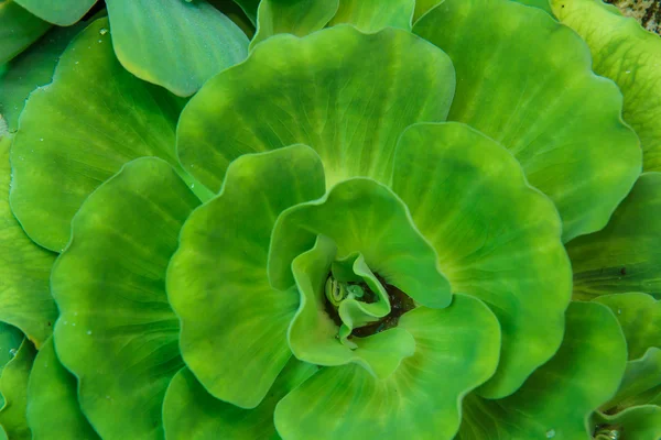 Duckweed in pond — Stock Photo, Image