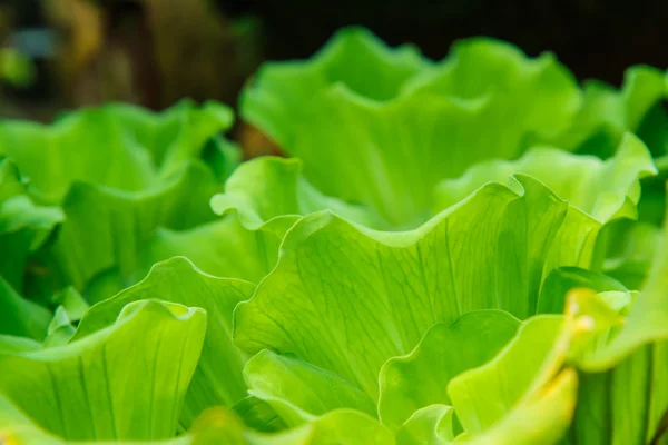 Duckweed in pond — Stock Photo, Image