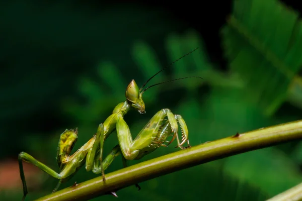 草の上のカマキリ — ストック写真