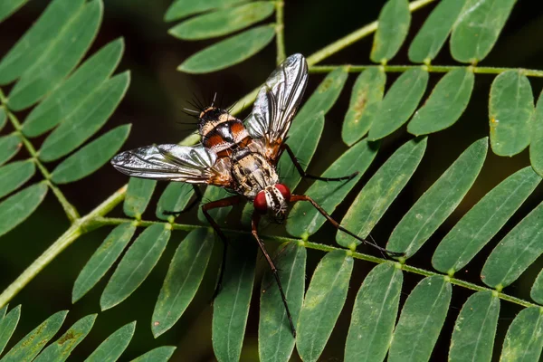 Volar sobre hoja verde —  Fotos de Stock