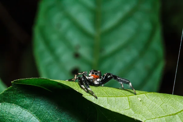 Hoppande spindel på blad — Stockfoto