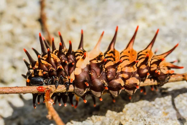 Caterpillar gouden vogelvleugelvlinder — Stockfoto