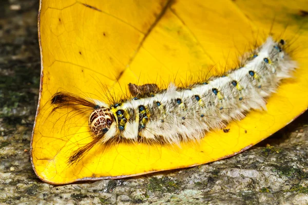 Hairy caterpillar — Stock Photo, Image