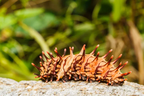 Oruga ala dorada de aves —  Fotos de Stock