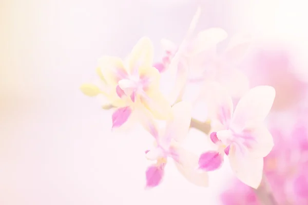 Orchid in garden — Stock Photo, Image