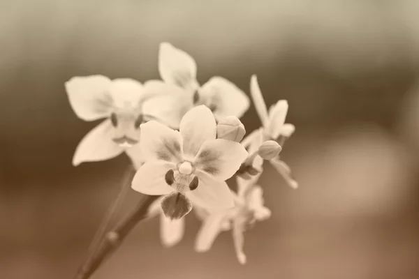 Orchid in garden — Stock Photo, Image