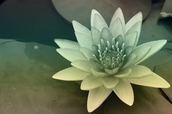 Water Lily in pond — Stock Photo, Image