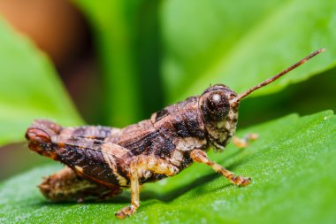 yaprak üzerinde kahverengi çekirge