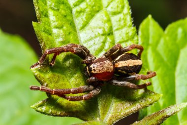 yaprak üzerinde örümcek atl