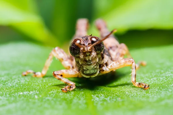 Cavalletta marrone su foglia — Foto Stock