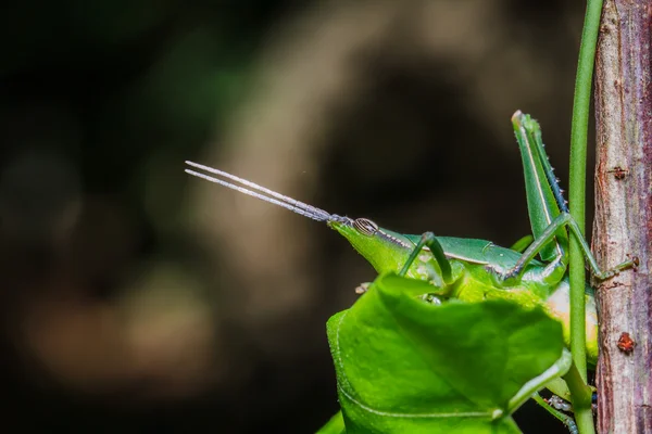 Kobylka na zeleném listu — Stock fotografie