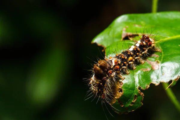 Chenille poilue sur feuille verte — Photo