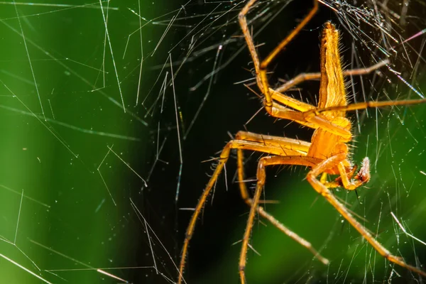 Spinnen im Nest — Stockfoto