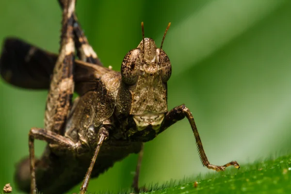 Hnědá kobylka na list — Stock fotografie