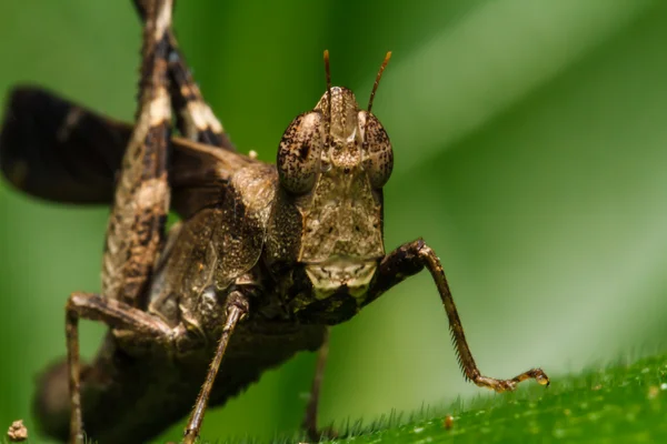 Cavalletta marrone su foglia — Foto Stock