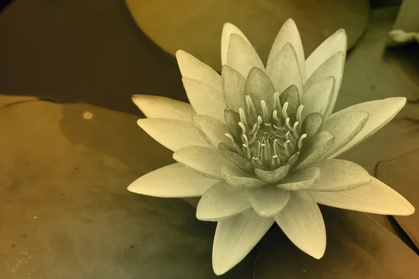 Water lily — Stock Photo, Image